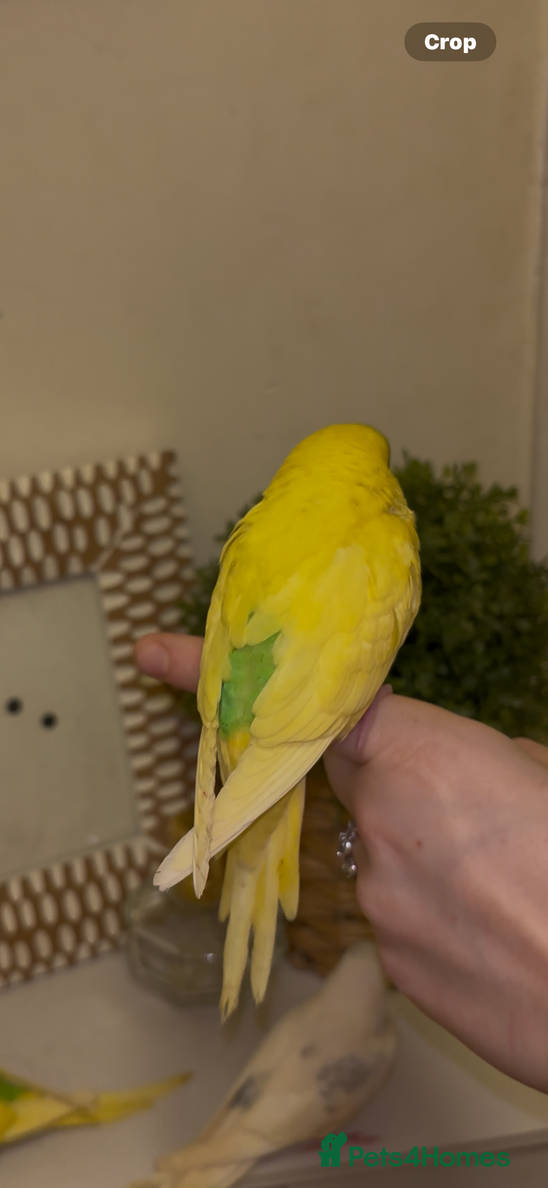 Budgerigars birds for sale: Hand reared hand tame baby budgies - Advert 2