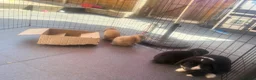 Mini Lop rabbits for sale: 2 beautiful pure bred mini lops  in Stourport-on-Severn - Advert 13