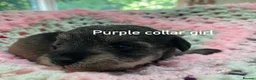 Schnoodle dogs for sale: F1 Toy Schnoodles  - Advert 1