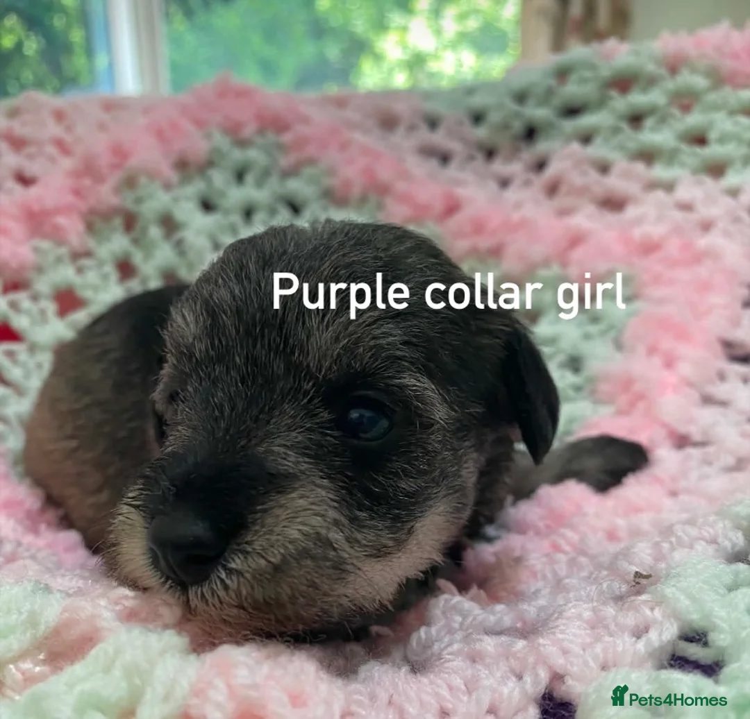 Schnoodle dogs for sale: F1 Toy Schnoodles  - Advert 1