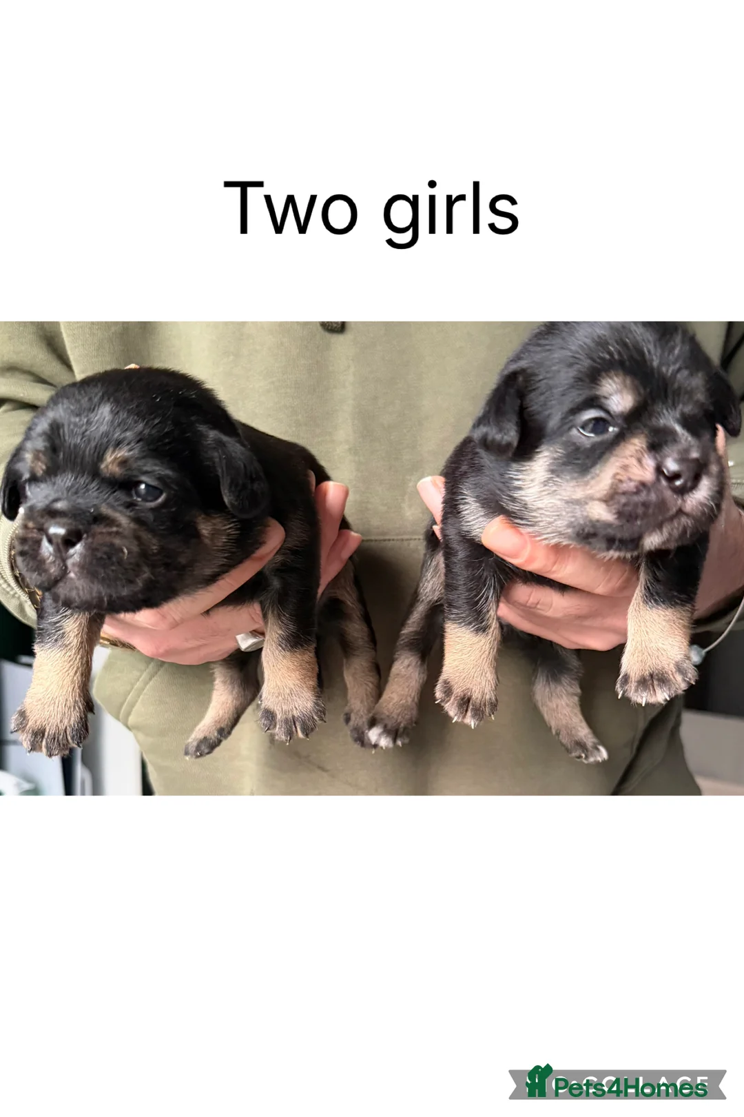 Mixed Breed dogs for sale: Shih-boodle - Advert 9