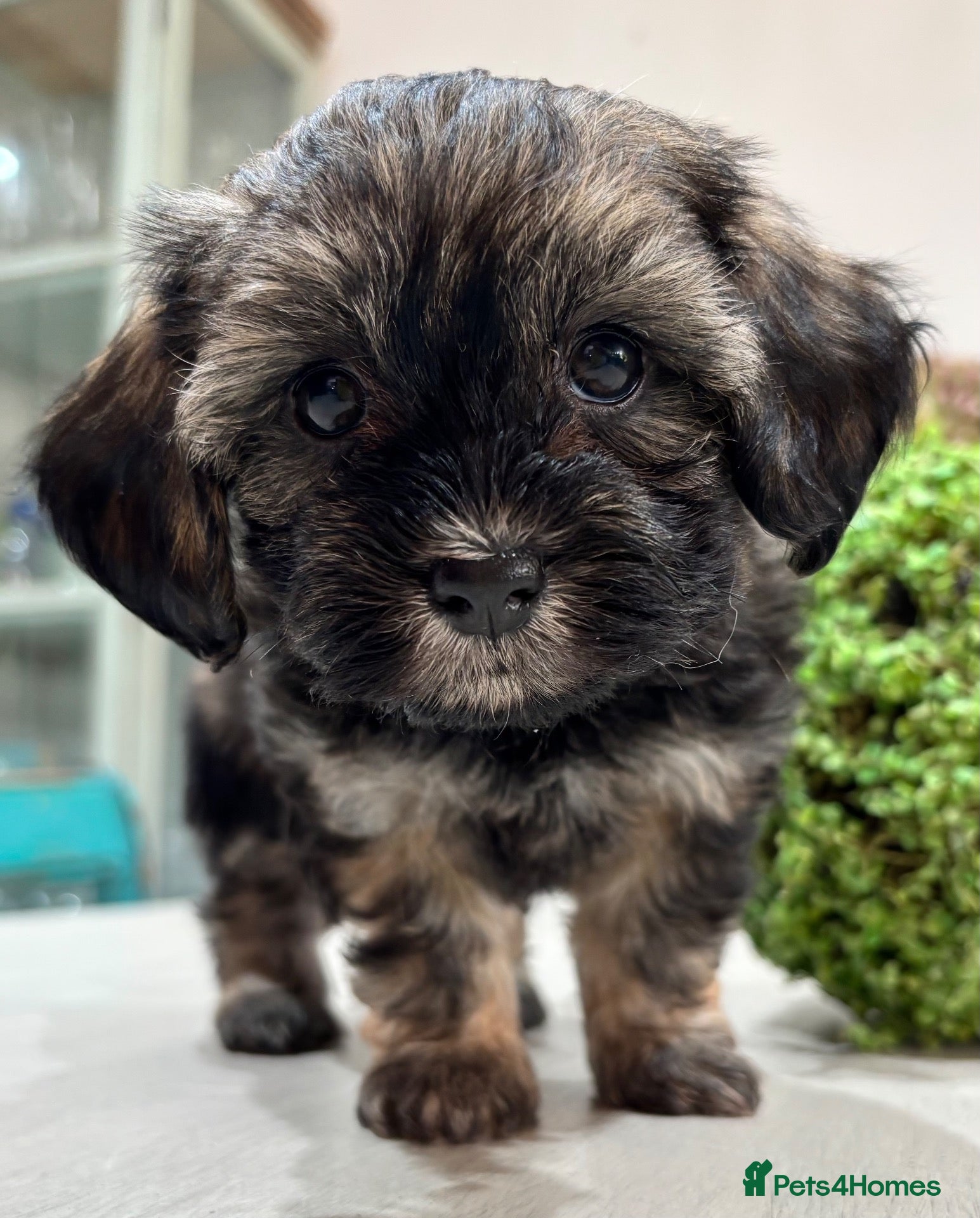 Havanese dogs 5 Pedigree Havanese Puppies - Advert 2