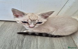 Snowshoe cats for sale:  pedigree Tica reg  snowshoes ready now - Image 17