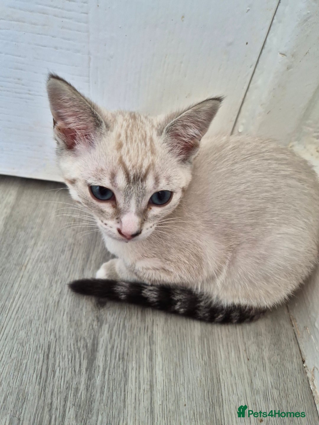 Snowshoe cats for sale:  pedigree Tica reg  snowshoes ready now - Image 17