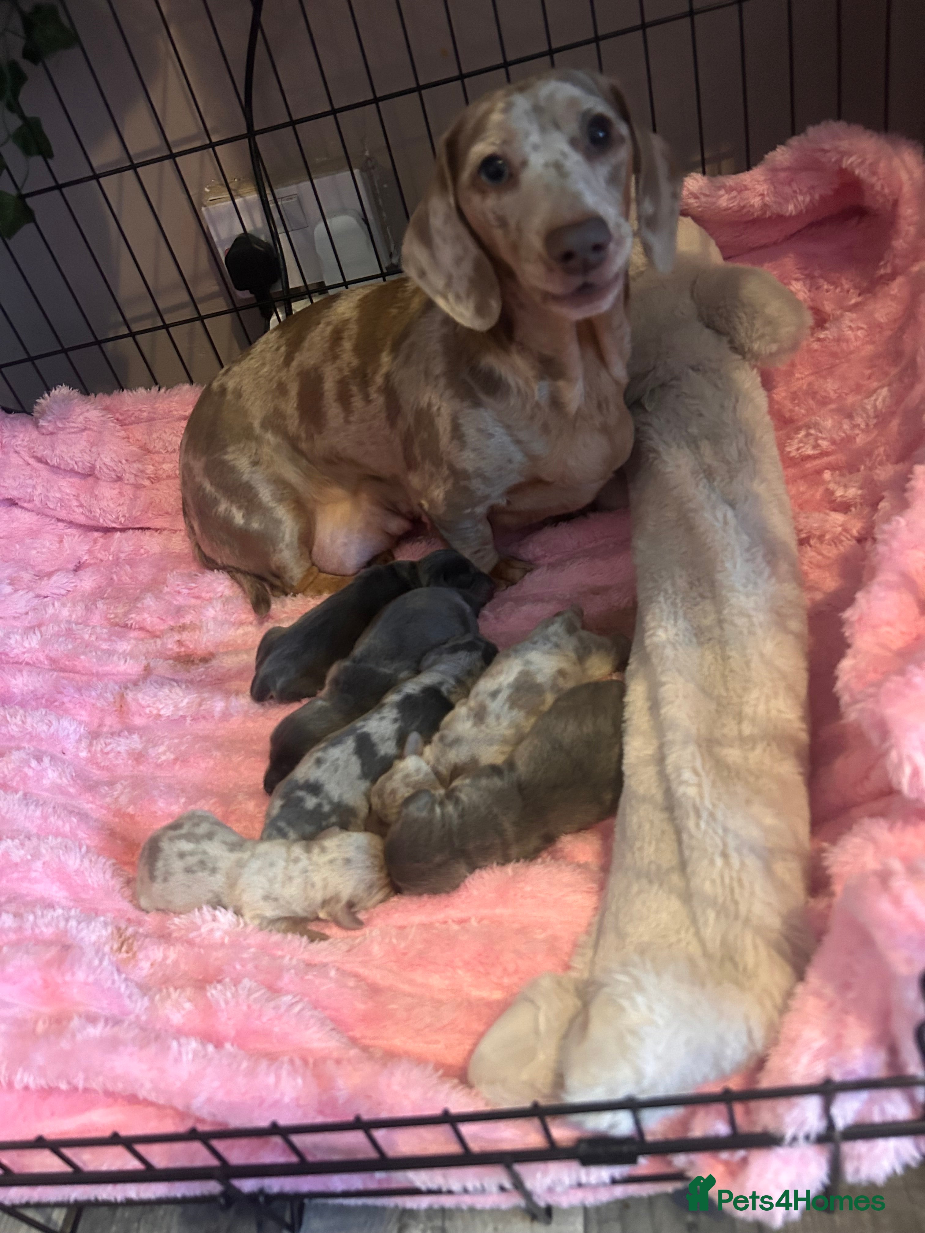 Miniature Dachshund dogs Stunning Dapple miniature dachshunds  - Advert 1