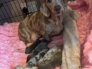 Miniature Dachshund dogs Stunning Dapple miniature dachshunds - Advert 1