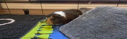 Guinea Pig rodents for sale: 2x Guinea pigs  - Advert 7