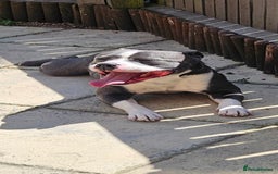 Staffordshire Bull Terrier dogs for sale: Blue&white and white&blue staffie pups - Image 25