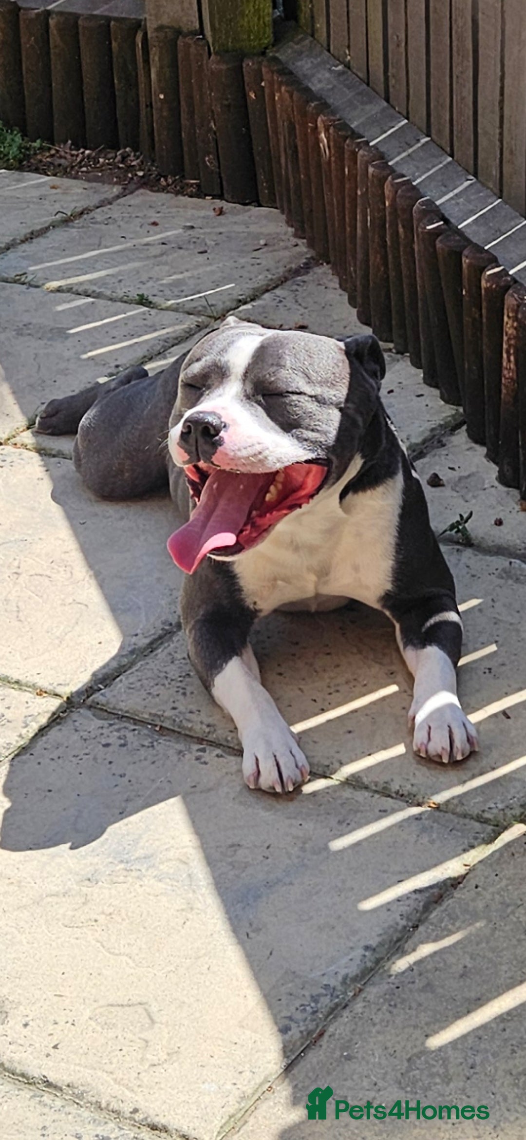 Staffordshire Bull Terrier dogs for sale: Blue&white and white&blue staffie pups - Image 25