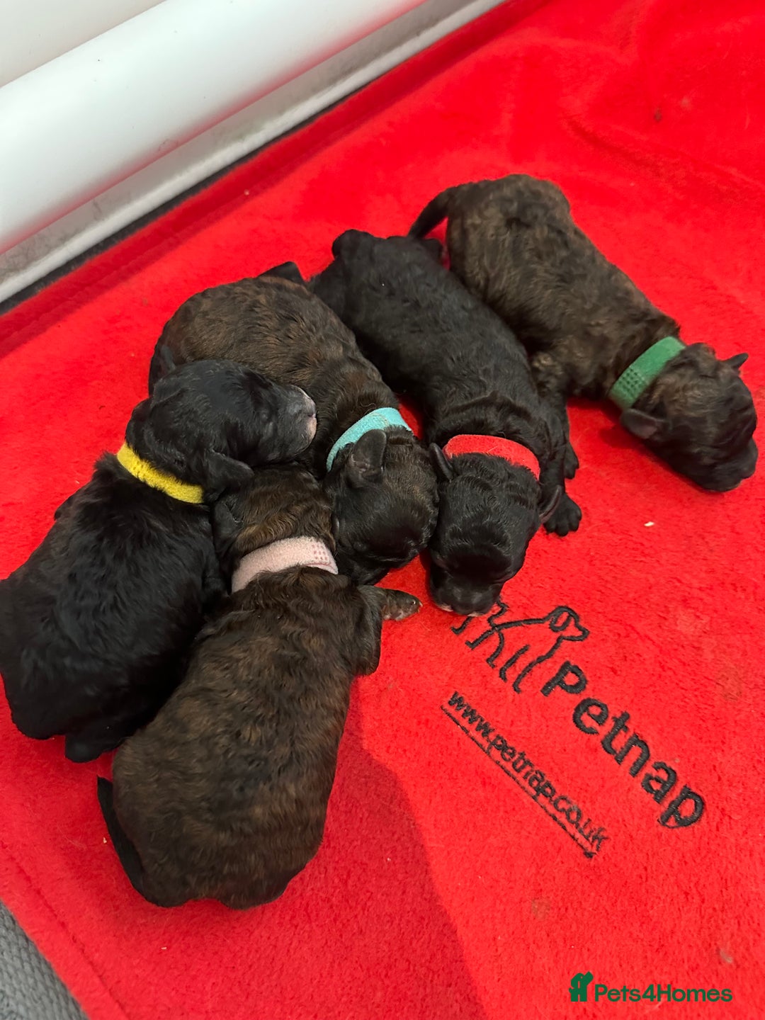 Toy Poodle dogs for sale: Kc Tiny toy poodles DNA 🧬 clear  - Advert 24