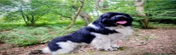 Newfoundland dogs for sale: Beautiful KC Registered Newfoundland Puppies!! - Advert 10