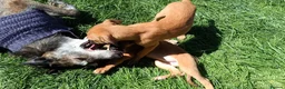 Lurcher dogs for sale: Beautiful Working Stock Female Lurcher Puppy - Advert 5