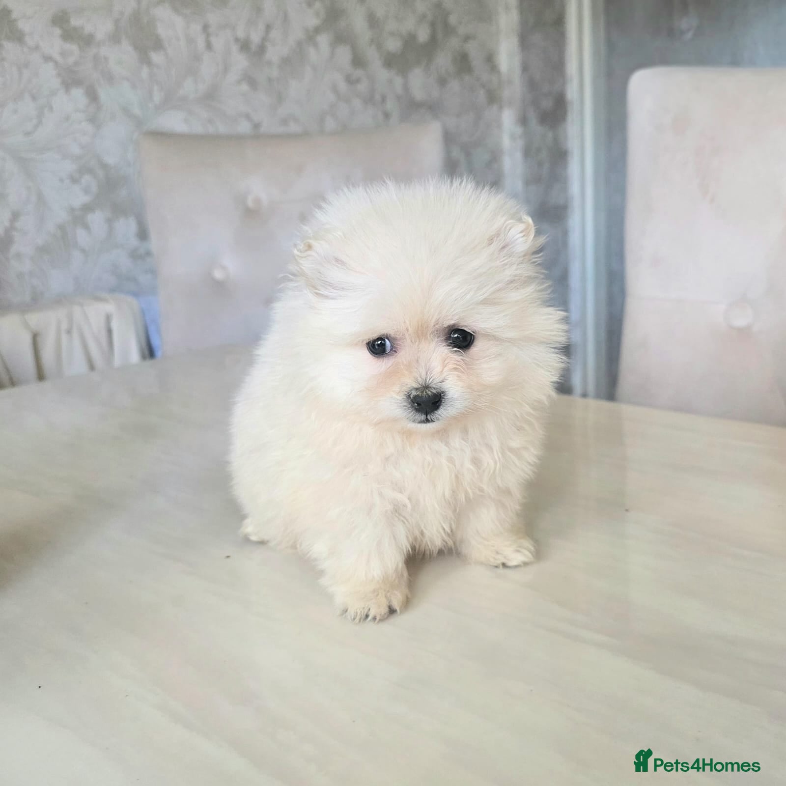 Pomeranian dogs Pomeranian puppies  - Advert 1