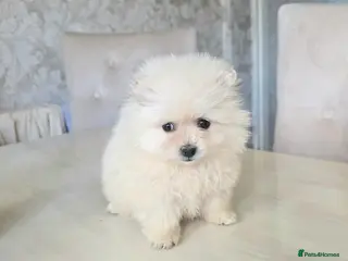 Pomeranian dogs Pomeranian puppies - Advert 2