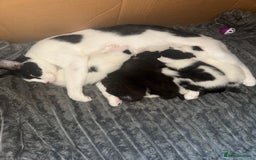 Mixed Breed cats for sale: 6 kittens for sale  - Image 7