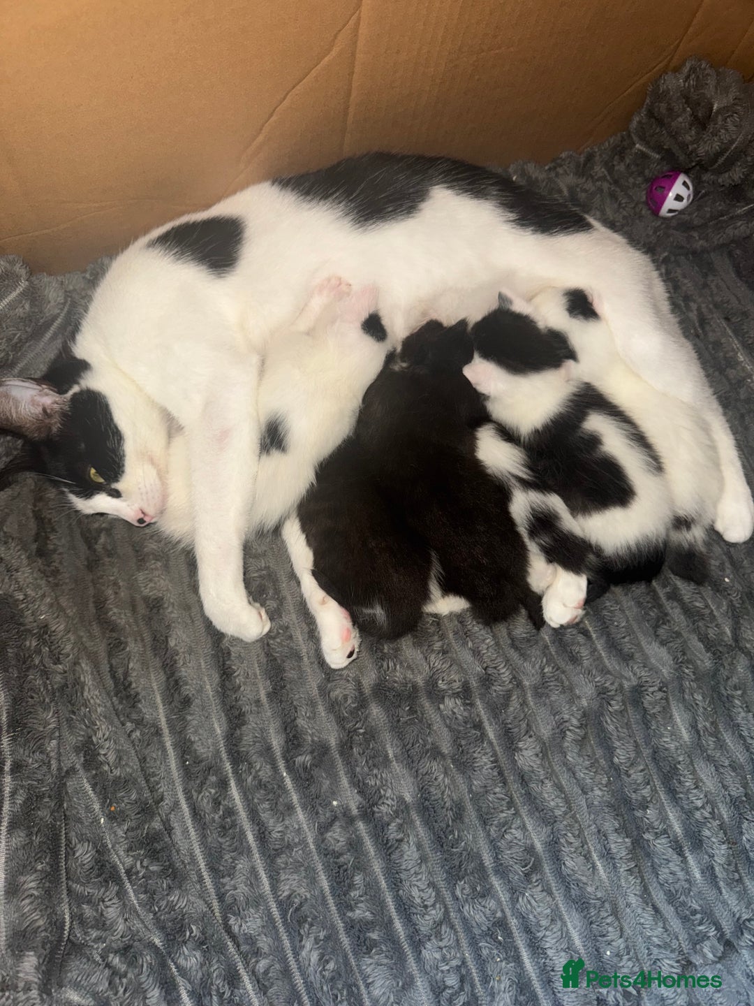 Mixed Breed cats for sale: 6 kittens for sale  - Image 7