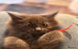 Maine Coon cats for sale: FINAL 3 REMAINING :TICA registered Mainecoons  - Image 10