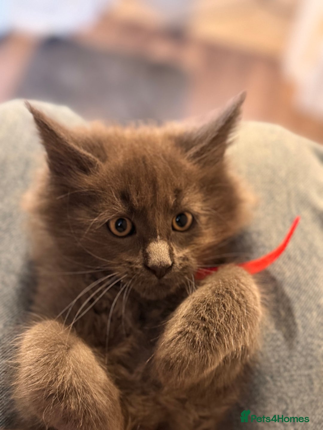 Maine Coon cats for sale: FINAL 3 REMAINING :TICA registered Mainecoons  - Image 10