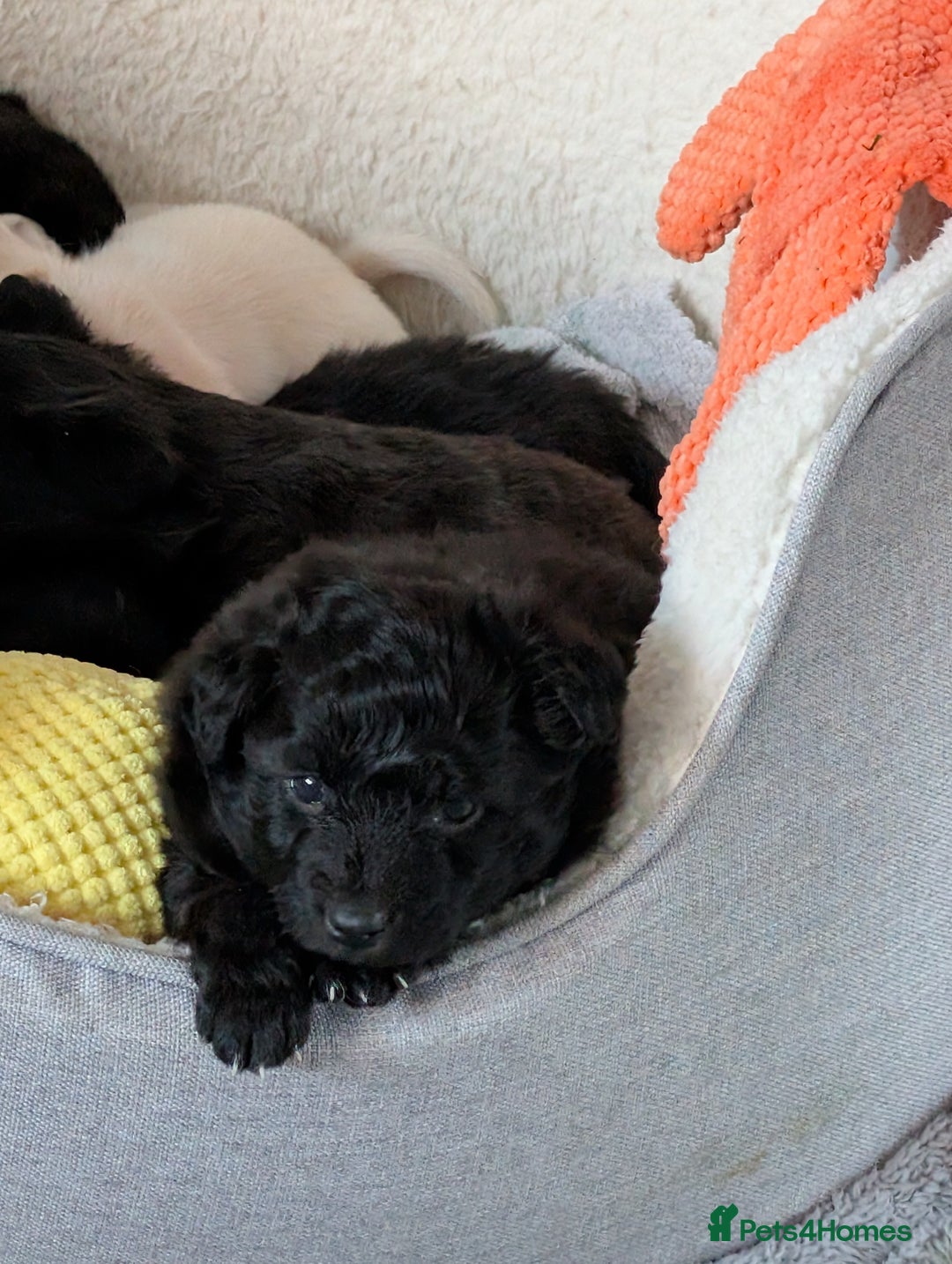 Pomapoo dogs for sale: Pomanauzepoo - Advert 2