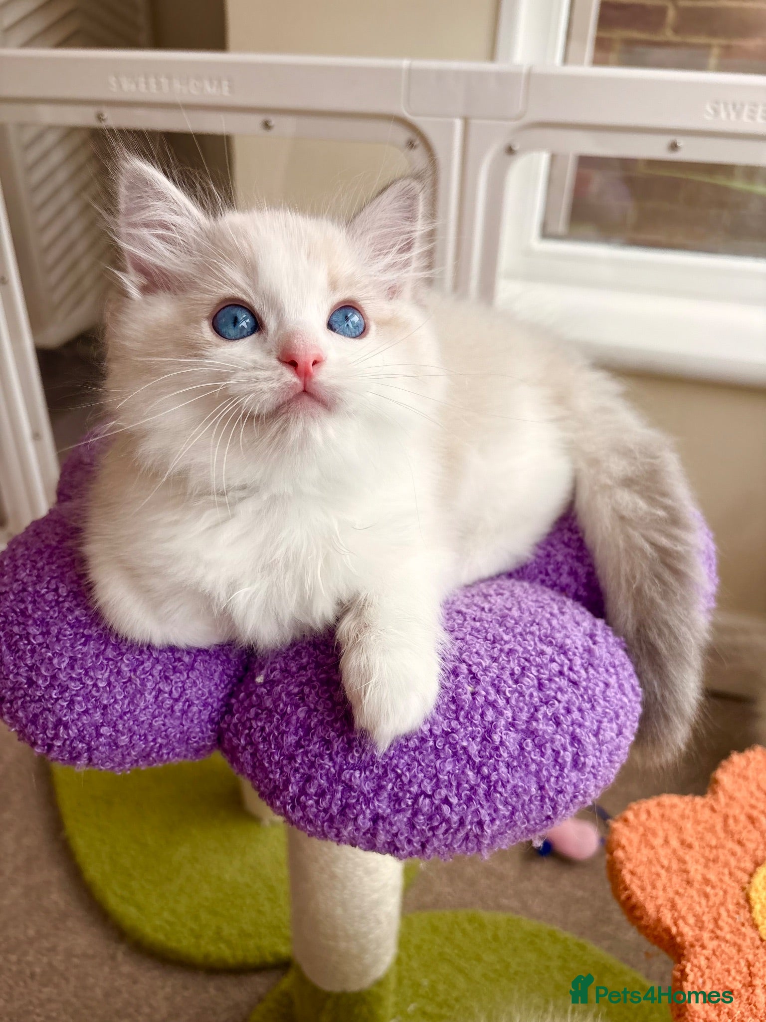 Ragdoll cats Gorgeous Tica registered Ragdoll  kittens - Advert 16