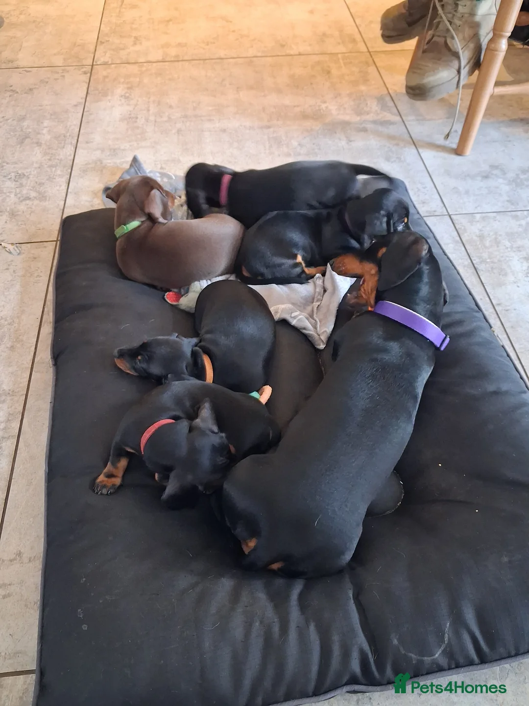 Dachshund dogs for sale: Miniature smooth haired Dachshunds in Lichfield - Advert 2