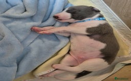 Whippet dogs for sale: Stunning KC Registered Blue Whippet Puppies - Image 26