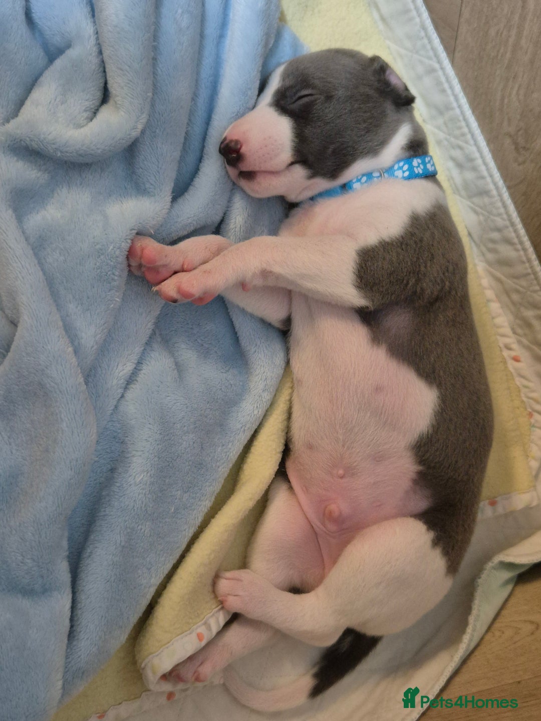 Whippet dogs for sale: Stunning KC Registered Blue Whippet Puppies - Image 26