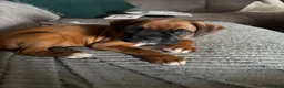 Boxer dogs for sale: Beautiful RED - with BLACK MASK-long tail  - Advert 22