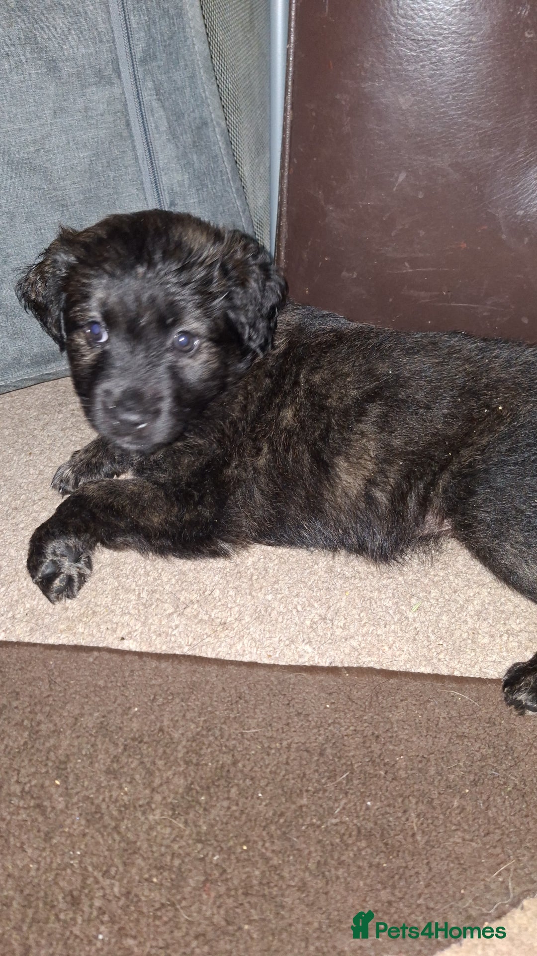 Mixed Breed dogs for sale: Puppies - Advert 19