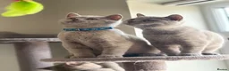British Shorthair cats for sale: Beautiful British Shorthair Kittens Availbale ❤️❤️ - Advert 4