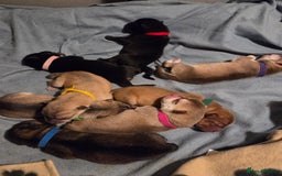 Mixed Breed dogs for sale: Shar pei cross husky puppies  - Image 1