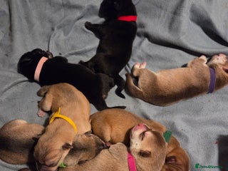 Mixed Breed dogs - Advert 1