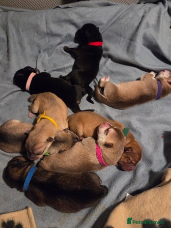 Mixed Breed dogs - Advert 1