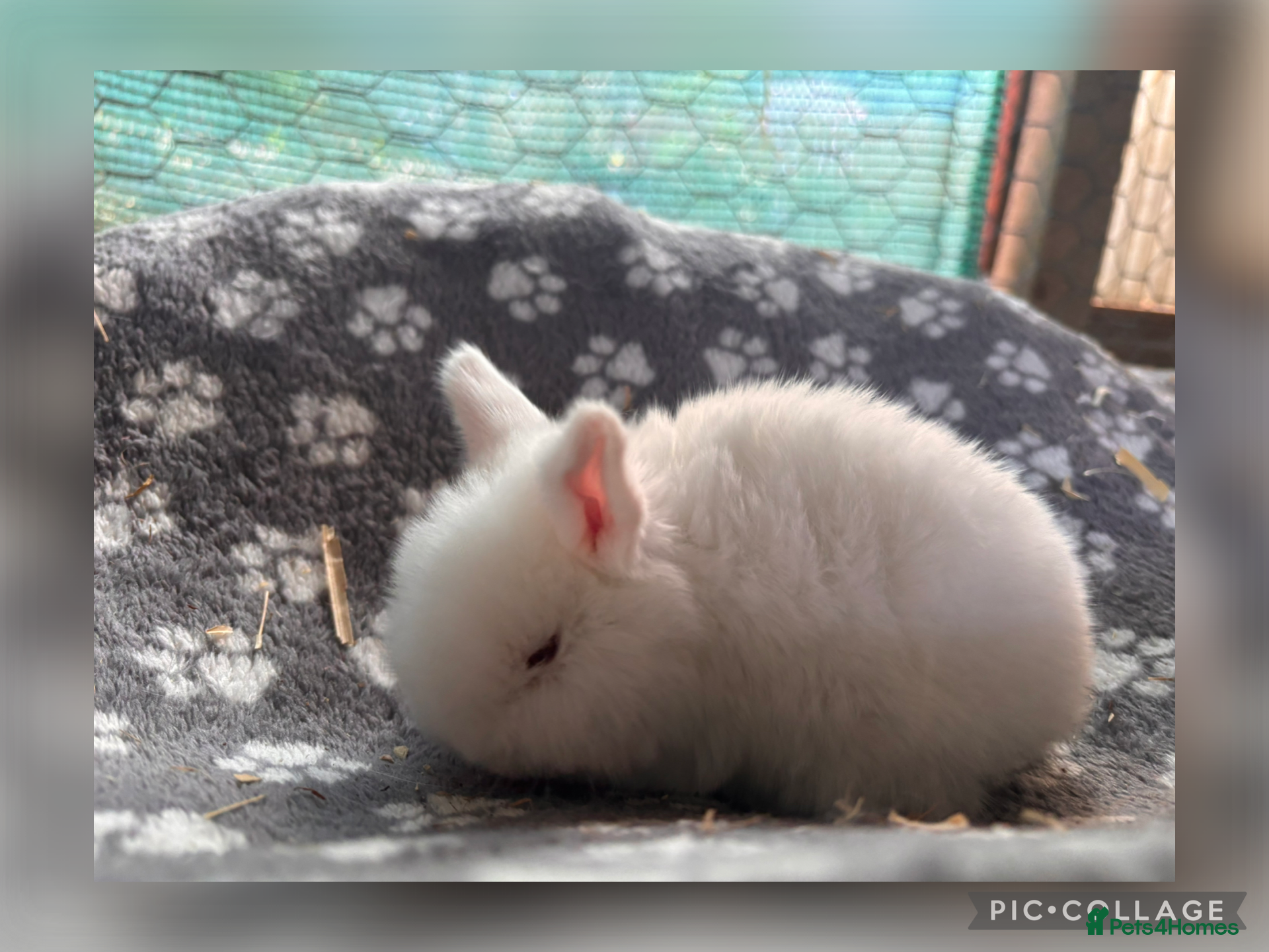 Mini Lop rabbits beautiful mini lop  - Advert 9