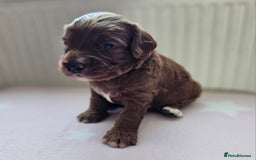Cockapoo dogs for sale: Beautiful Chunky f2 Cockapoo Puppies  - Image 15