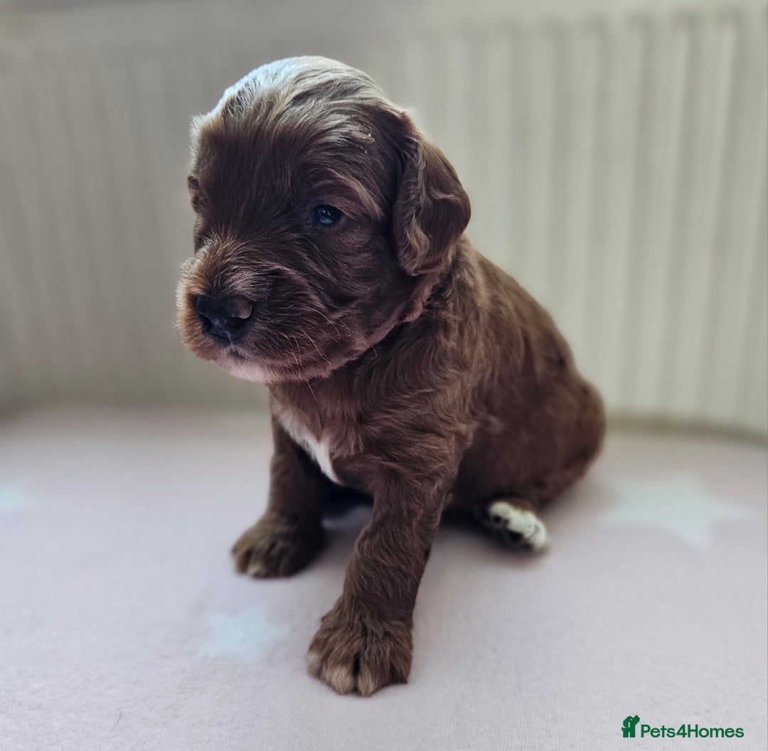 Cockapoo dogs for sale: Beautiful Chunky f2 Cockapoo Puppies  - Image 15