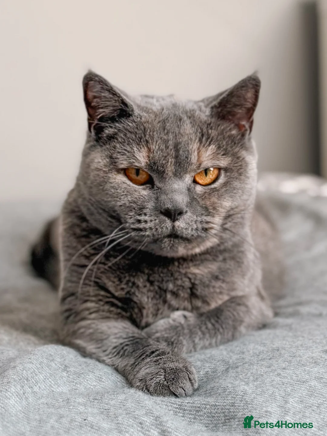 British Shorthair cats for sale: GCCF registered British Shorthair Kittens - Advert 11