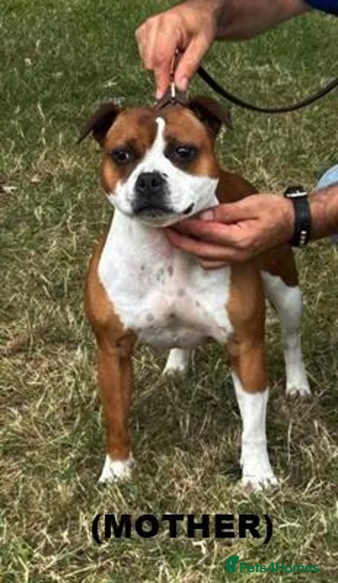 Staffordshire Bull Terrier dogs for sale: SBT KC REGISTATION PUPPIES, 6 BITCHES & 1 DOG - Advert 1