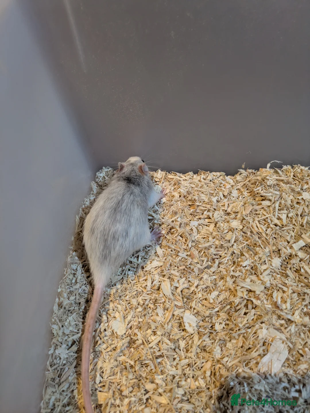 Rat rodents for sale: Rats for sale - Advert 8