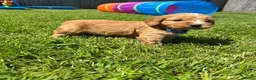 Cockapoo dogs for sale: Beautiful cockerpoo puppies - Advert 7