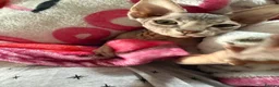 Sphynx cats for sale: ✨ Stunning Affectionate Female Sphynx Kitten ✨ - Advert 7