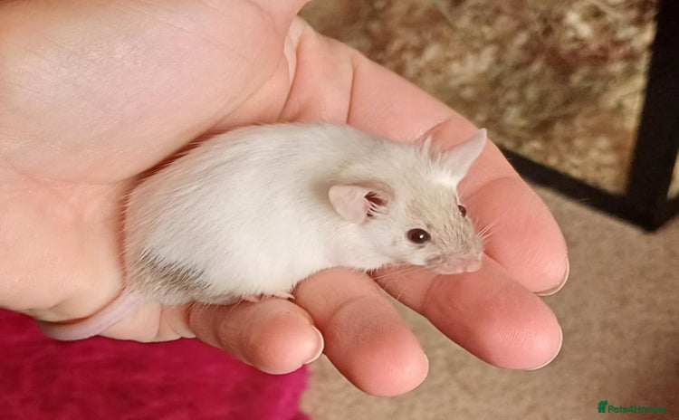 Mouse rodents - Advert 1