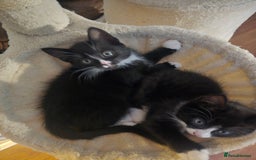 Mixed Breed cats for sale: Beautiful kittens ready now - Image 1