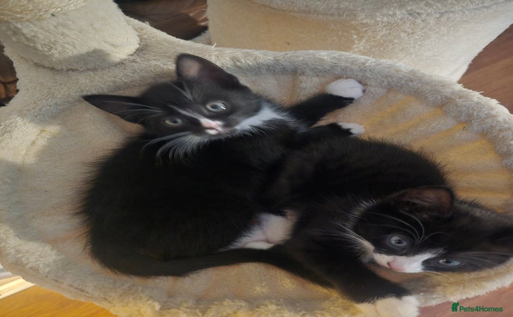 Mixed Breed cats - Advert 11