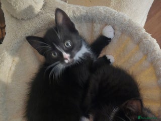 Mixed Breed cats - Advert 3