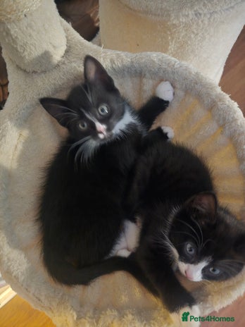 Mixed Breed cats - Advert 1