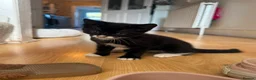 Mixed Breed cats for sale: 4 beautiful tuxedo cats for sale £100 each  in Enfield - Advert 3
