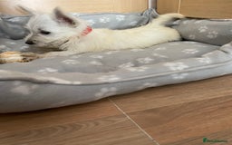 West Highland Terrier dogs for sale: Beautiful west highland terriers puppys - Image 16