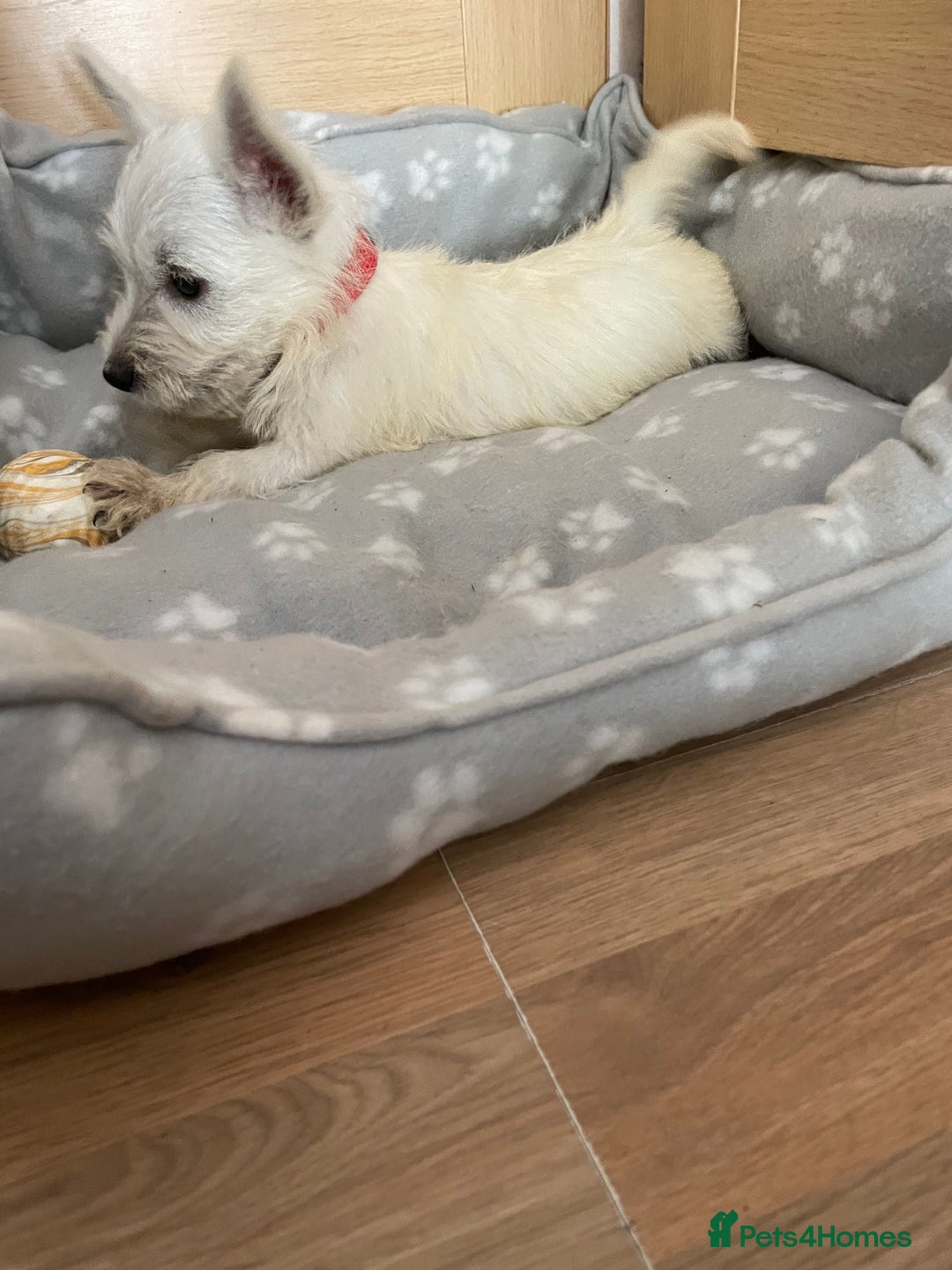 West Highland Terrier dogs for sale: Beautiful west highland terriers puppys - Image 16
