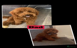 Labradoodle dogs for sale: 🐾AVAILABLE TO VIEW! - Fox Red Labradoodle Pups 🐾 - Image 27